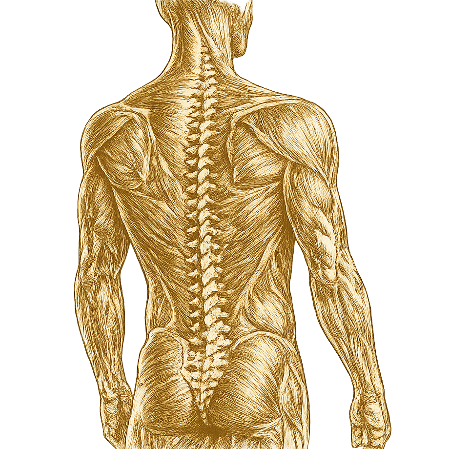 Anatomie du dos et des épaules
